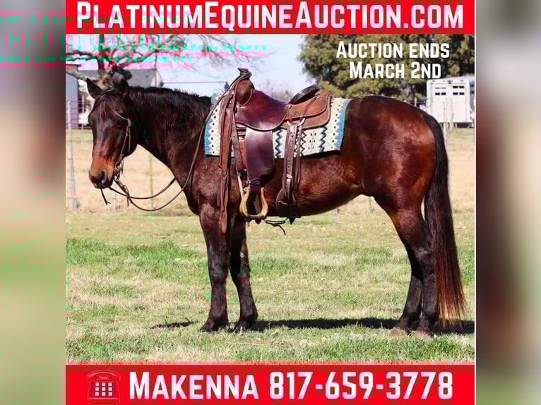American Quarter Horse Castrone 9 Anni 152 cm Baio ciliegia in Lipan TX