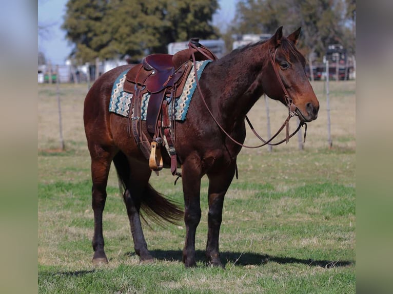 American Quarter Horse Castrone 9 Anni 152 cm Baio ciliegia in Lipan TX