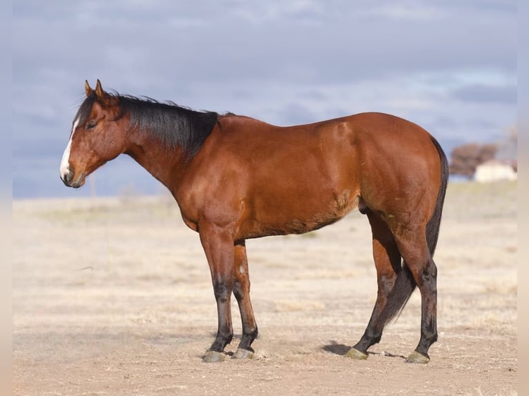 American Quarter Horse Castrone 9 Anni 152 cm Baio ciliegia in Lisbon IA