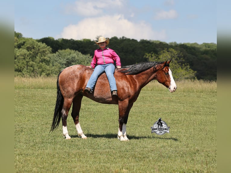 American Quarter Horse Castrone 9 Anni 152 cm Baio ciliegia in Mount Vernon