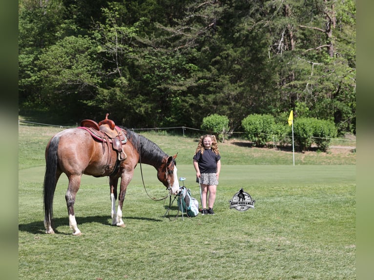 American Quarter Horse Castrone 9 Anni 152 cm Baio ciliegia in Mount Vernon