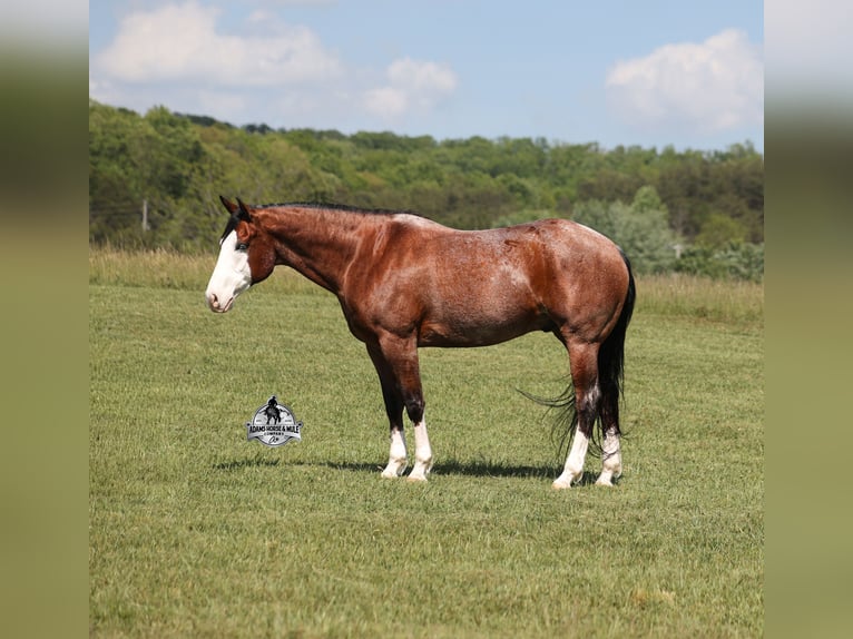 American Quarter Horse Castrone 9 Anni 152 cm Baio ciliegia in Mount Vernon