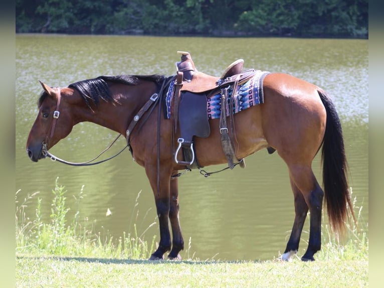 American Quarter Horse Castrone 9 Anni 152 cm Baio ciliegia in Tompkinsville KY