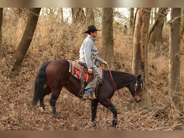 American Quarter Horse Castrone 9 Anni 152 cm Baio ciliegia in Baxter Springs