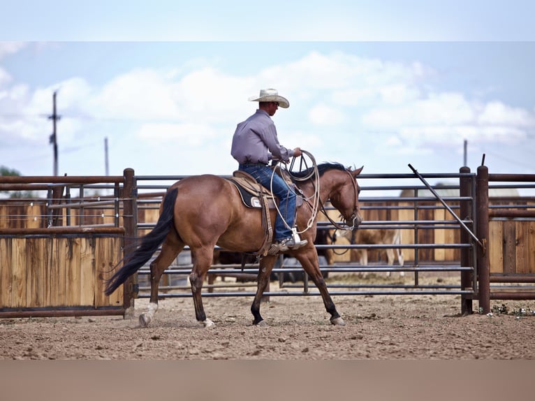 American Quarter Horse Castrone 9 Anni 152 cm Baio ciliegia in aMARILLO tx