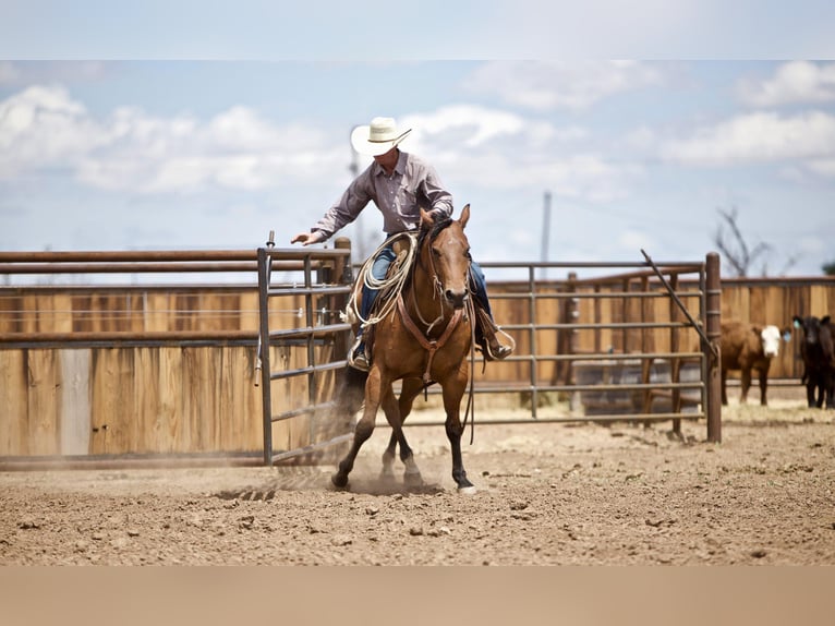 American Quarter Horse Castrone 9 Anni 152 cm Baio ciliegia in aMARILLO tx