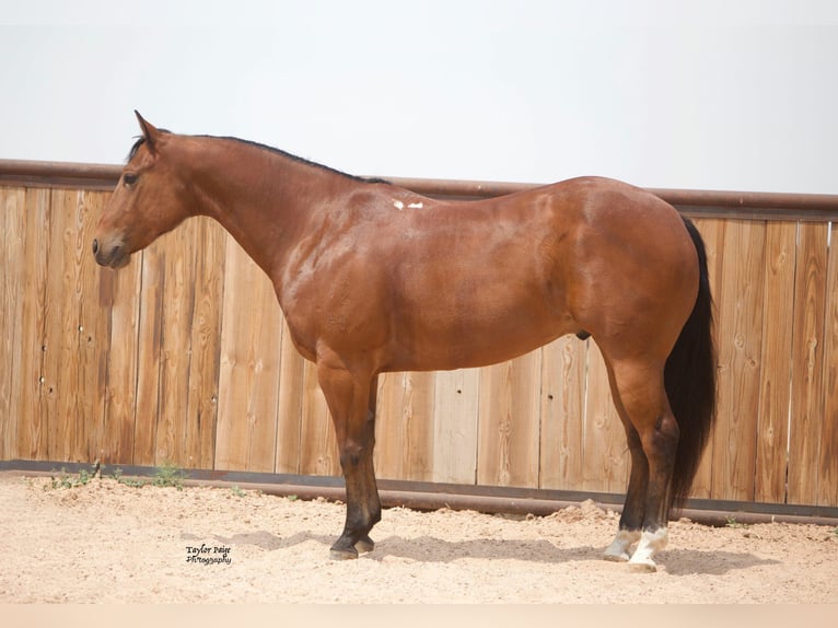 American Quarter Horse Castrone 9 Anni 152 cm Baio ciliegia in aMARILLO tx