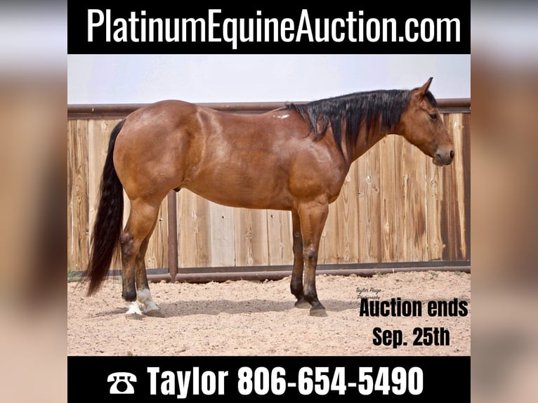 American Quarter Horse Castrone 9 Anni 152 cm Baio ciliegia in aMARILLO tx