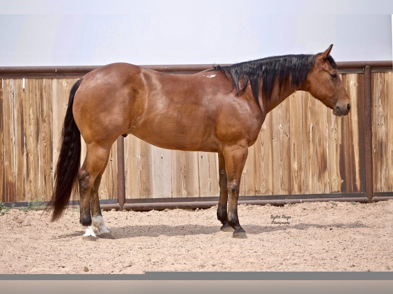 American Quarter Horse Castrone 9 Anni 152 cm Baio ciliegia in aMARILLO tx