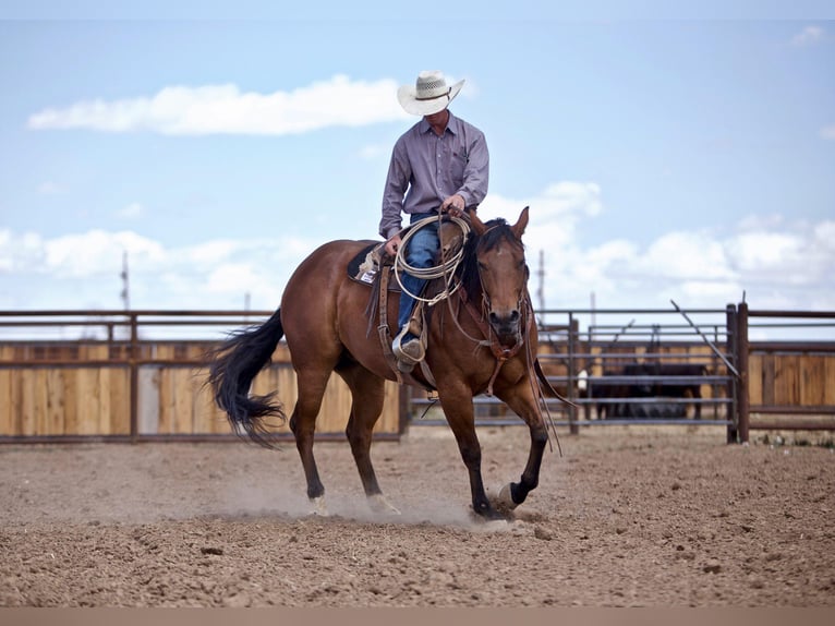 American Quarter Horse Castrone 9 Anni 152 cm Baio ciliegia in aMARILLO tx