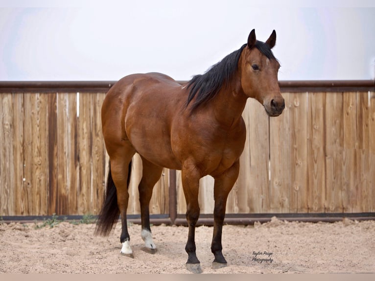 American Quarter Horse Castrone 9 Anni 152 cm Baio ciliegia in aMARILLO tx