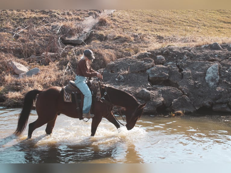 American Quarter Horse Castrone 9 Anni 152 cm Baio ciliegia in Macon, MO