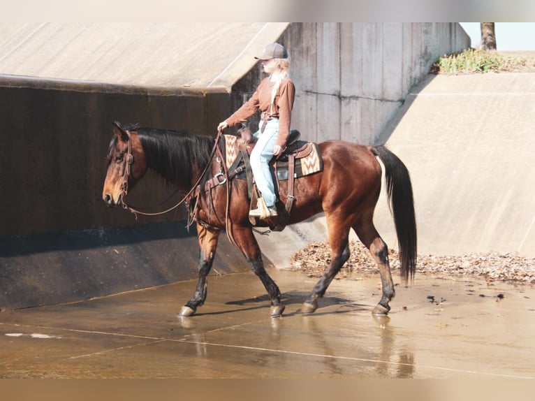 American Quarter Horse Castrone 9 Anni 152 cm Baio ciliegia in Macon, MO