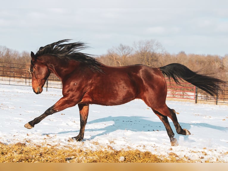 American Quarter Horse Castrone 9 Anni 152 cm Baio ciliegia in Macon, MO