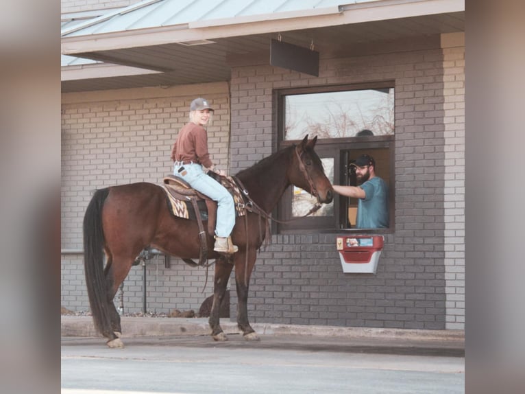 American Quarter Horse Castrone 9 Anni 152 cm Baio ciliegia in Macon, MO