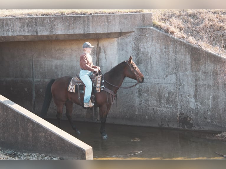 American Quarter Horse Castrone 9 Anni 152 cm Baio ciliegia in Macon, MO