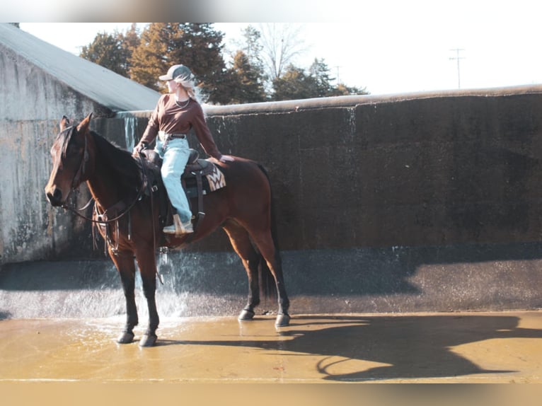 American Quarter Horse Castrone 9 Anni 152 cm Baio ciliegia in Macon, MO