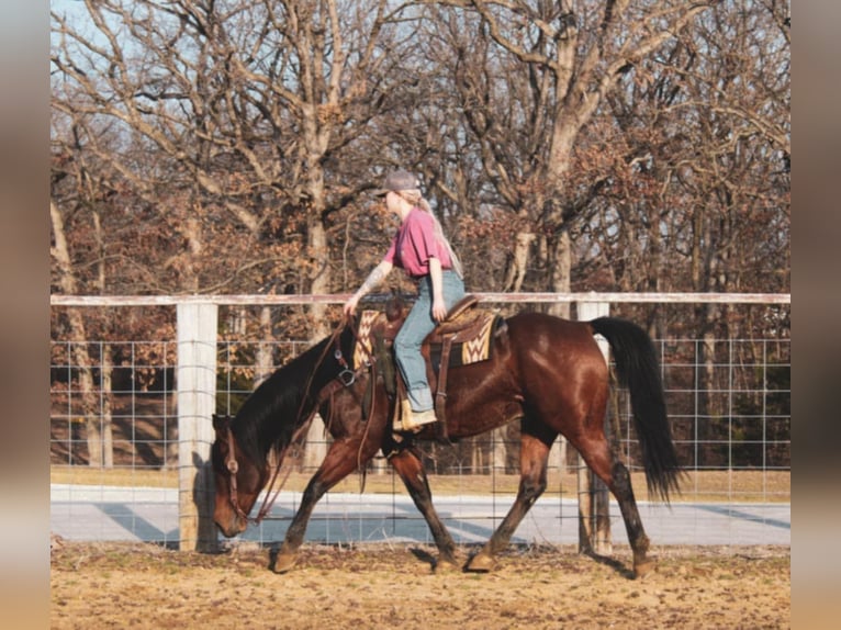 American Quarter Horse Castrone 9 Anni 152 cm Baio ciliegia in Macon, MO