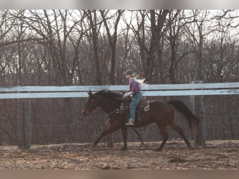 American Quarter Horse Castrone 9 Anni 152 cm Baio ciliegia in Macon, MO