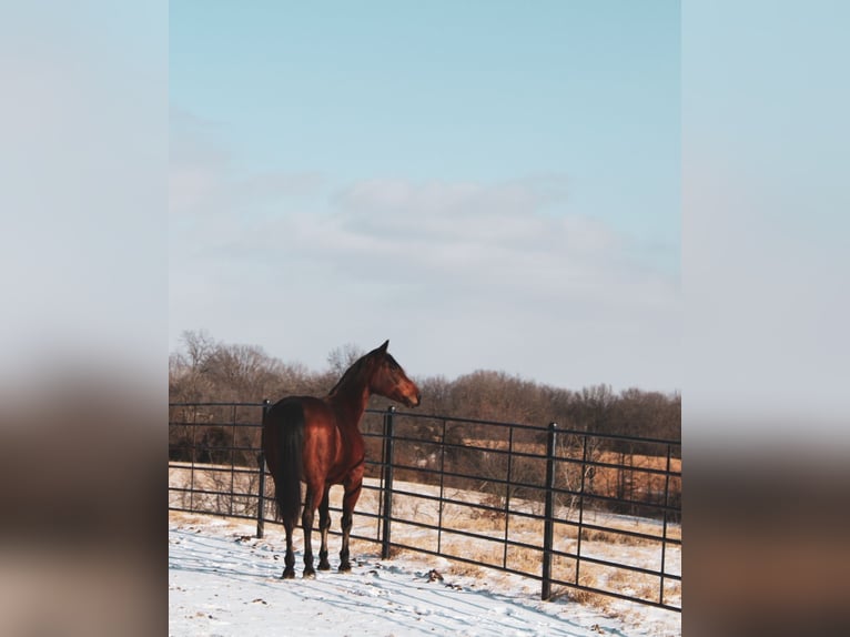 American Quarter Horse Castrone 9 Anni 152 cm Baio ciliegia in Macon, MO