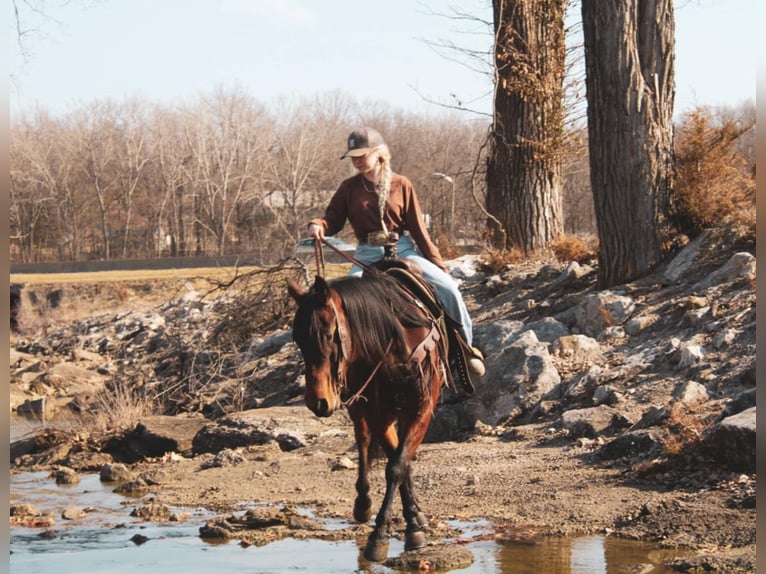 American Quarter Horse Castrone 9 Anni 152 cm Baio ciliegia in Macon, MO