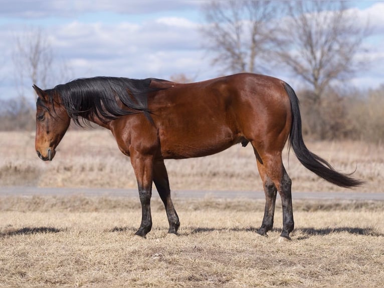 American Quarter Horse Castrone 9 Anni 152 cm Baio ciliegia in Macon, MO