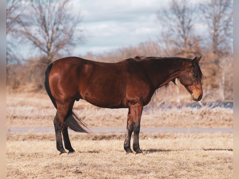 American Quarter Horse Castrone 9 Anni 152 cm Baio ciliegia in Macon, MO