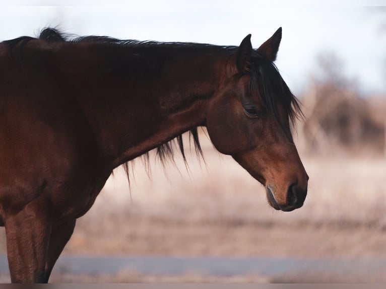 American Quarter Horse Castrone 9 Anni 152 cm Baio ciliegia in Macon, MO