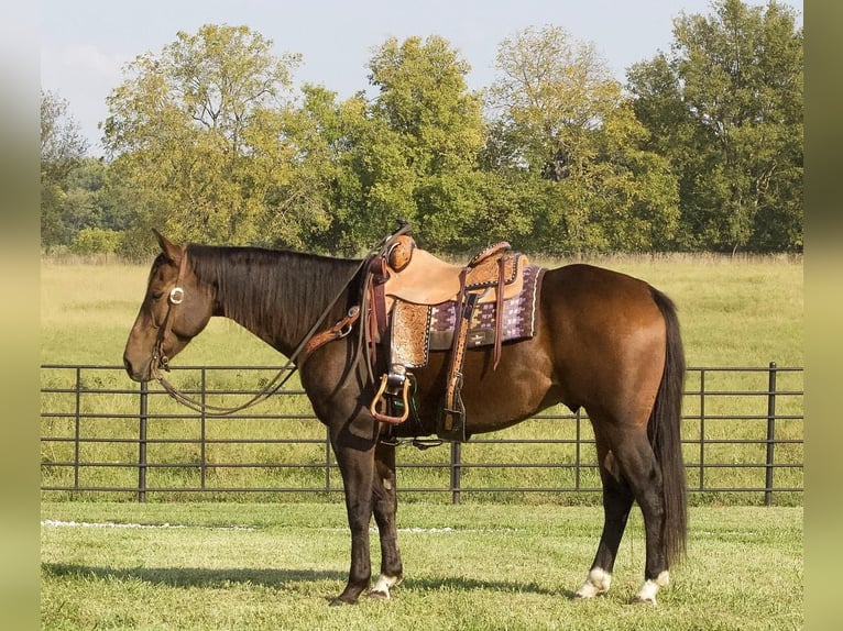 American Quarter Horse Castrone 9 Anni 152 cm Baio ciliegia in Buffalo
