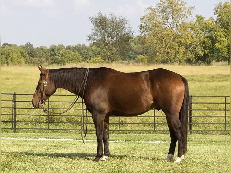 American Quarter Horse Castrone 9 Anni 152 cm Baio ciliegia in Buffalo
