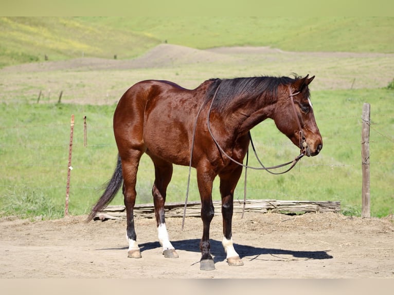 American Quarter Horse Castrone 9 Anni 152 cm Baio ciliegia in King City