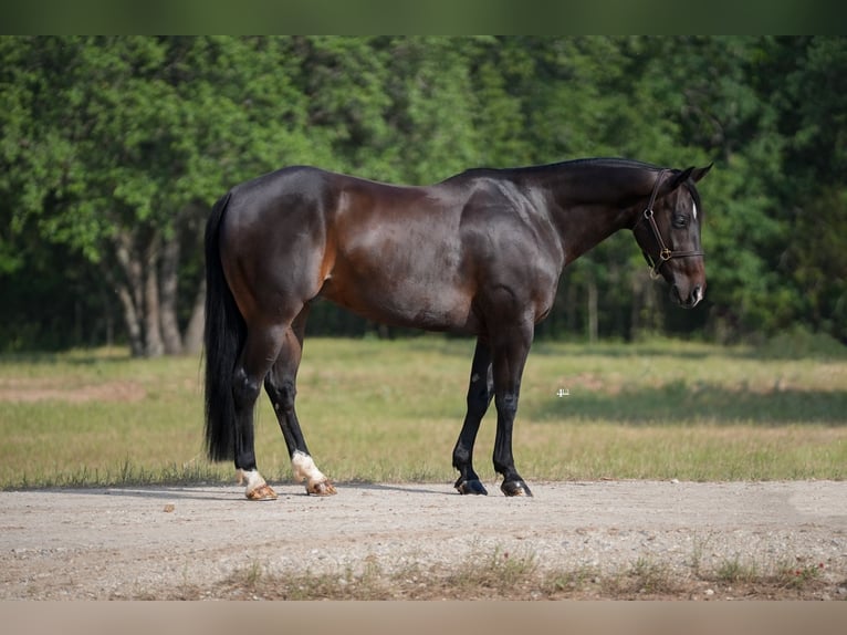 American Quarter Horse Castrone 9 Anni 152 cm Baio in Weatherford, TX