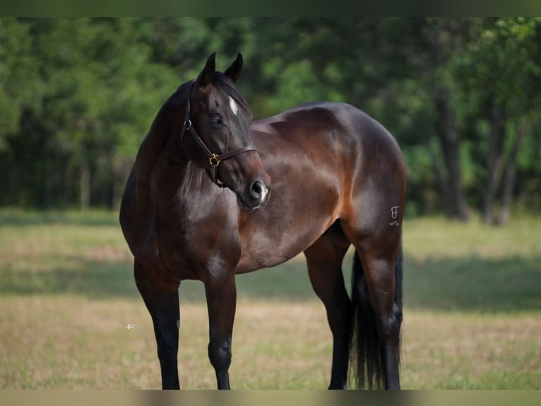 American Quarter Horse Castrone 9 Anni 152 cm Baio in Weatherford, TX