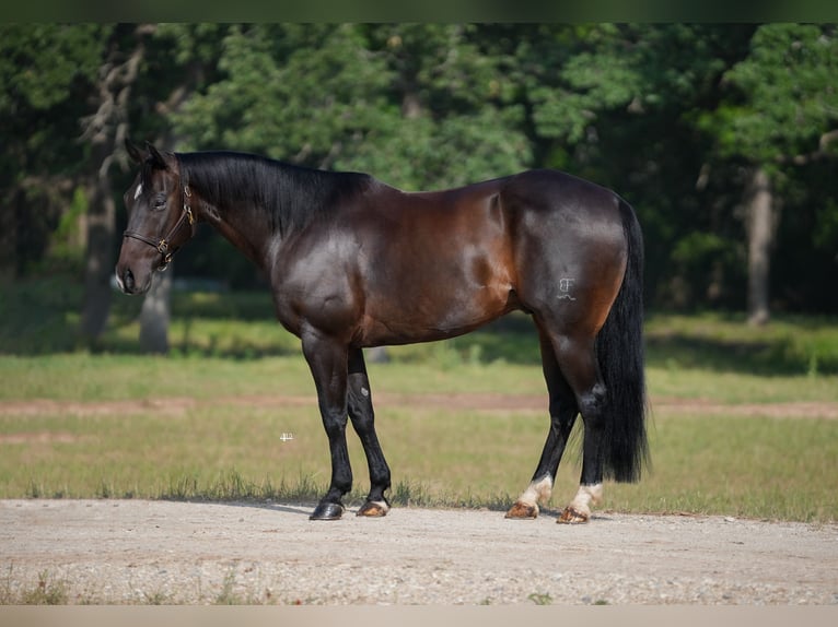 American Quarter Horse Castrone 9 Anni 152 cm Baio in Weatherford, TX