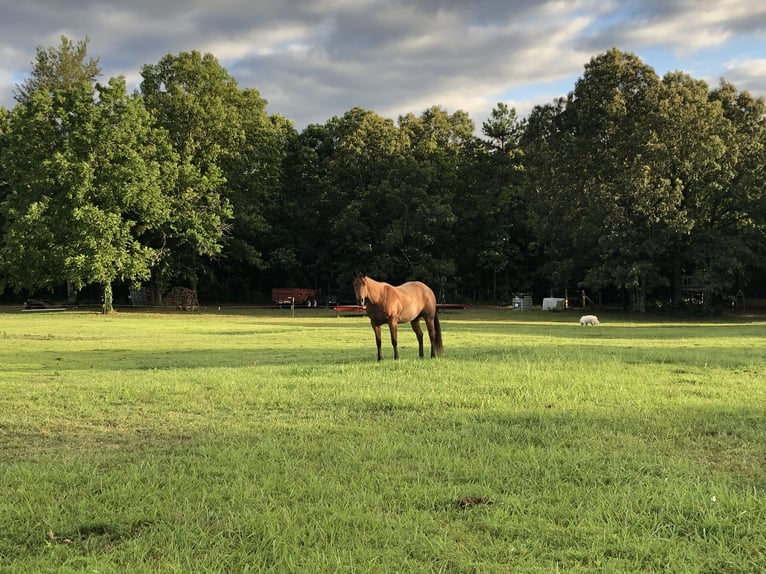 American Quarter Horse Castrone 9 Anni 152 cm Baio roano in Calico Rock
