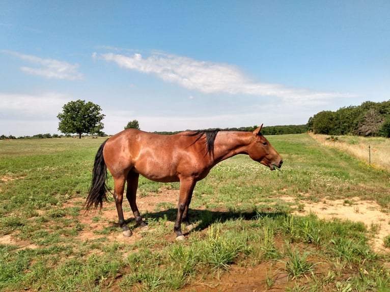 American Quarter Horse Castrone 9 Anni 152 cm Baio roano in Calico Rock