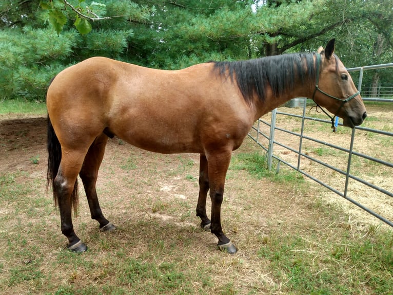 American Quarter Horse Castrone 9 Anni 152 cm Baio roano in Calico Rock
