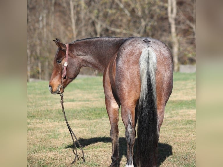 American Quarter Horse Castrone 9 Anni 152 cm Baio roano in Brodhead KY
