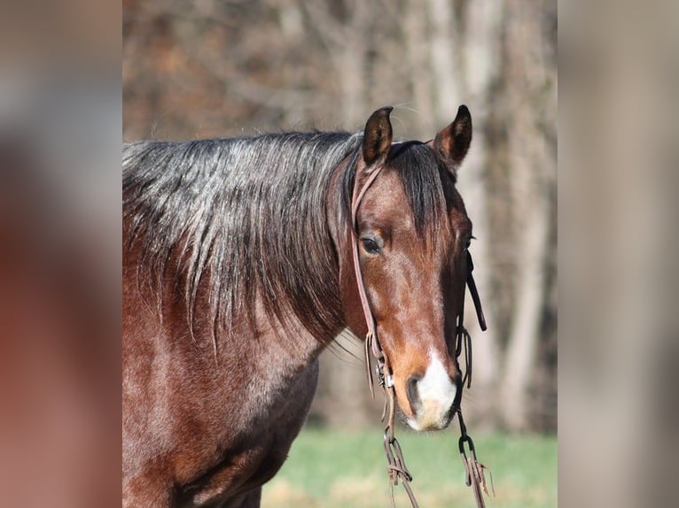 American Quarter Horse Castrone 9 Anni 152 cm Baio roano in Brodhead KY