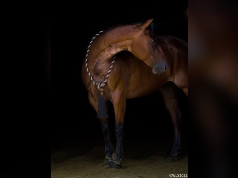 American Quarter Horse Castrone 9 Anni 152 cm Baio roano in Brooksville KY