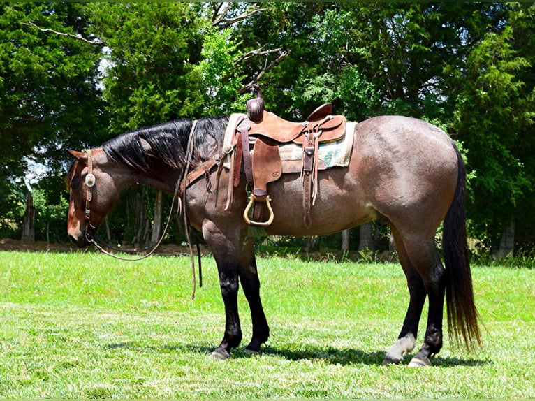 American Quarter Horse Castrone 9 Anni 152 cm Baio roano in Greenville KY