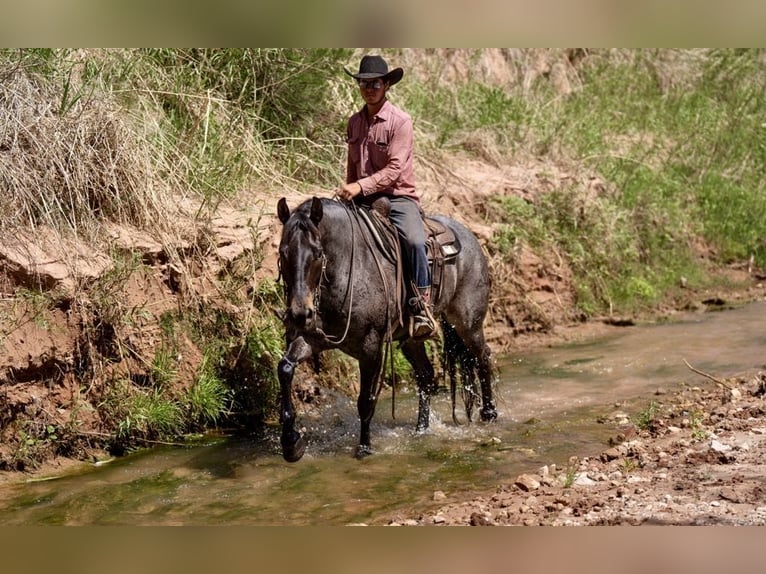 American Quarter Horse Castrone 9 Anni 152 cm Baio roano in Sweet Springs MO