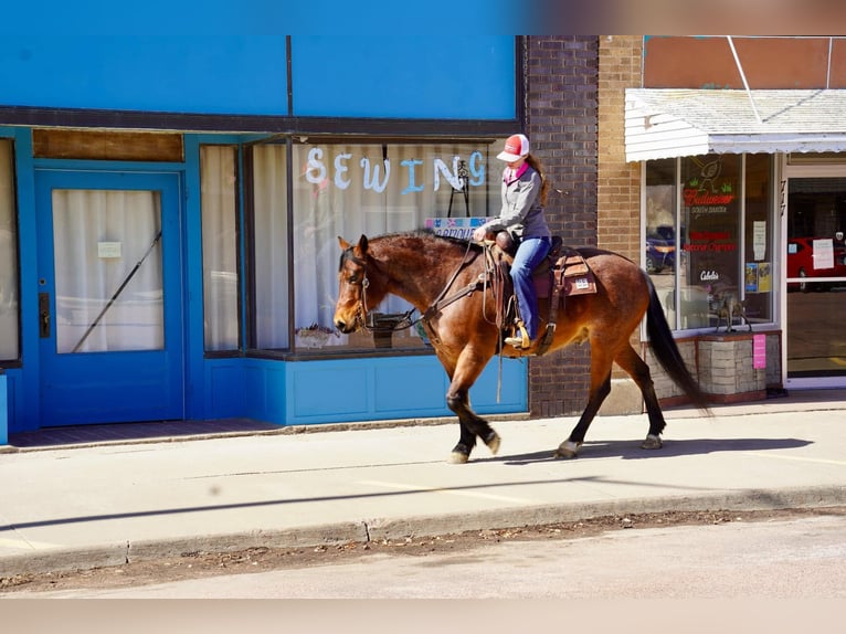 American Quarter Horse Castrone 9 Anni 152 cm Baio roano in Corsica, SD