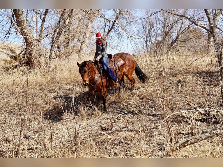 American Quarter Horse Castrone 9 Anni 152 cm Baio roano in Corsica, SD