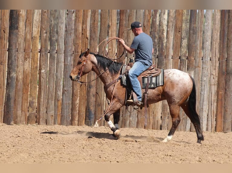 American Quarter Horse Castrone 9 Anni 152 cm Baio roano in Joshua, TX