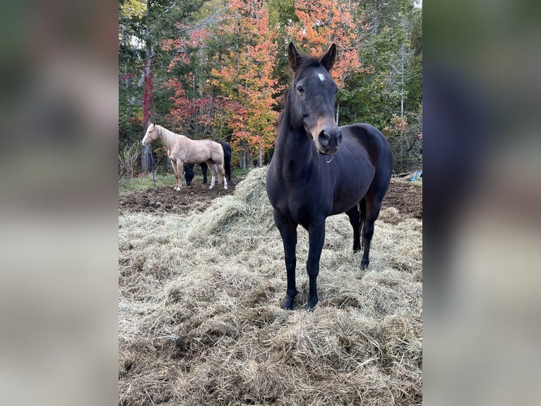 American Quarter Horse Castrone 9 Anni 152 cm Baio scuro in Eddington