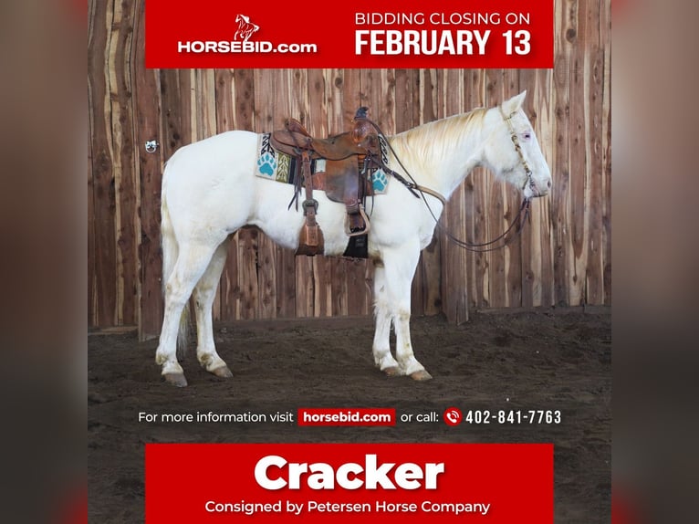 American Quarter Horse Mix Castrone 9 Anni 152 cm Cremello in Valley Springs, SD
