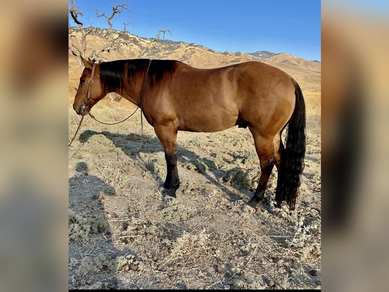 American Quarter Horse Castrone 9 Anni 152 cm Falbo in Paicines CA