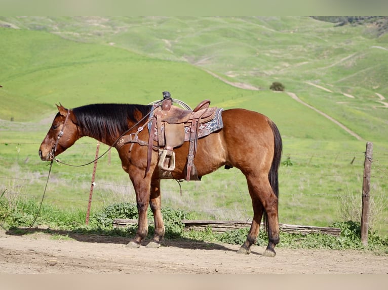 American Quarter Horse Castrone 9 Anni 152 cm Falbo in Paicines CA