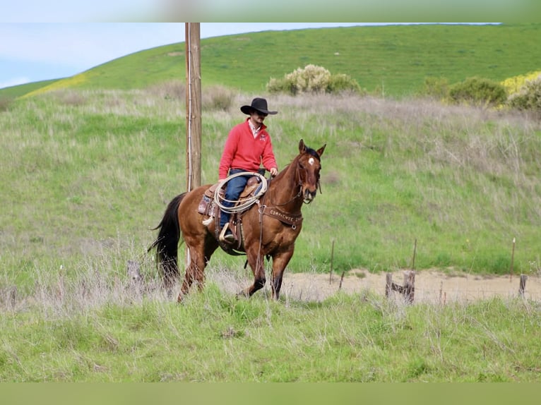 American Quarter Horse Castrone 9 Anni 152 cm Falbo in Paicines CA